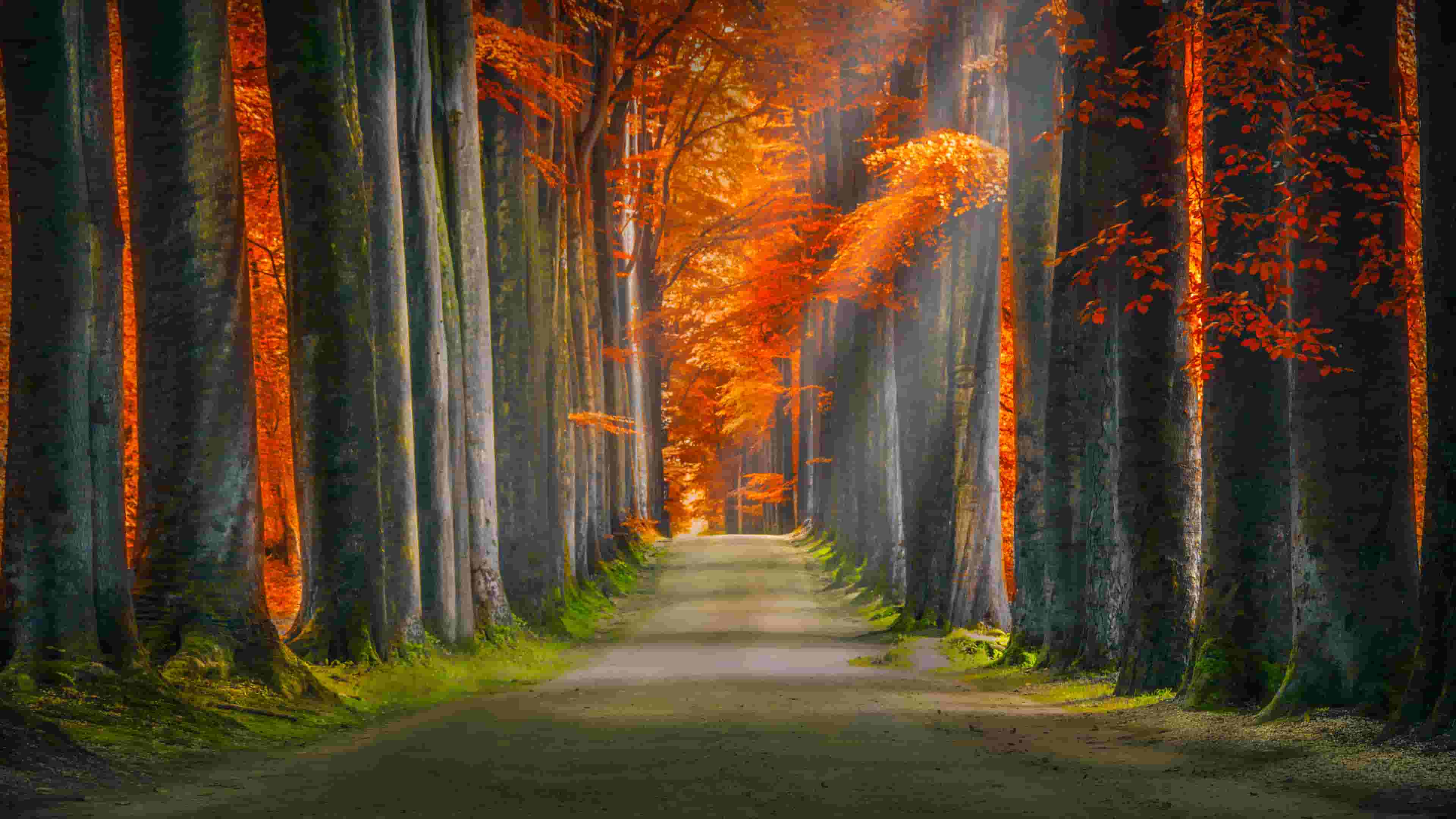 森林秋季阳光通路4k风景壁纸.jpg